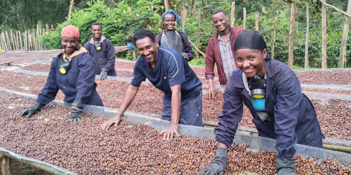 Kawa Fair Trade czy Direct Trade? Co kryje się pod tymi hasłami?